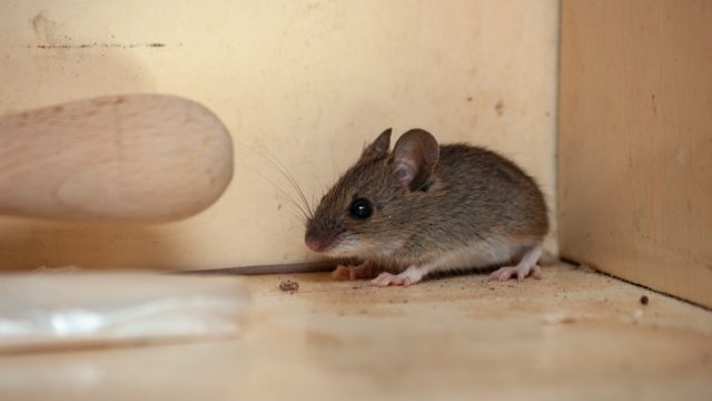 Mouse in a house
