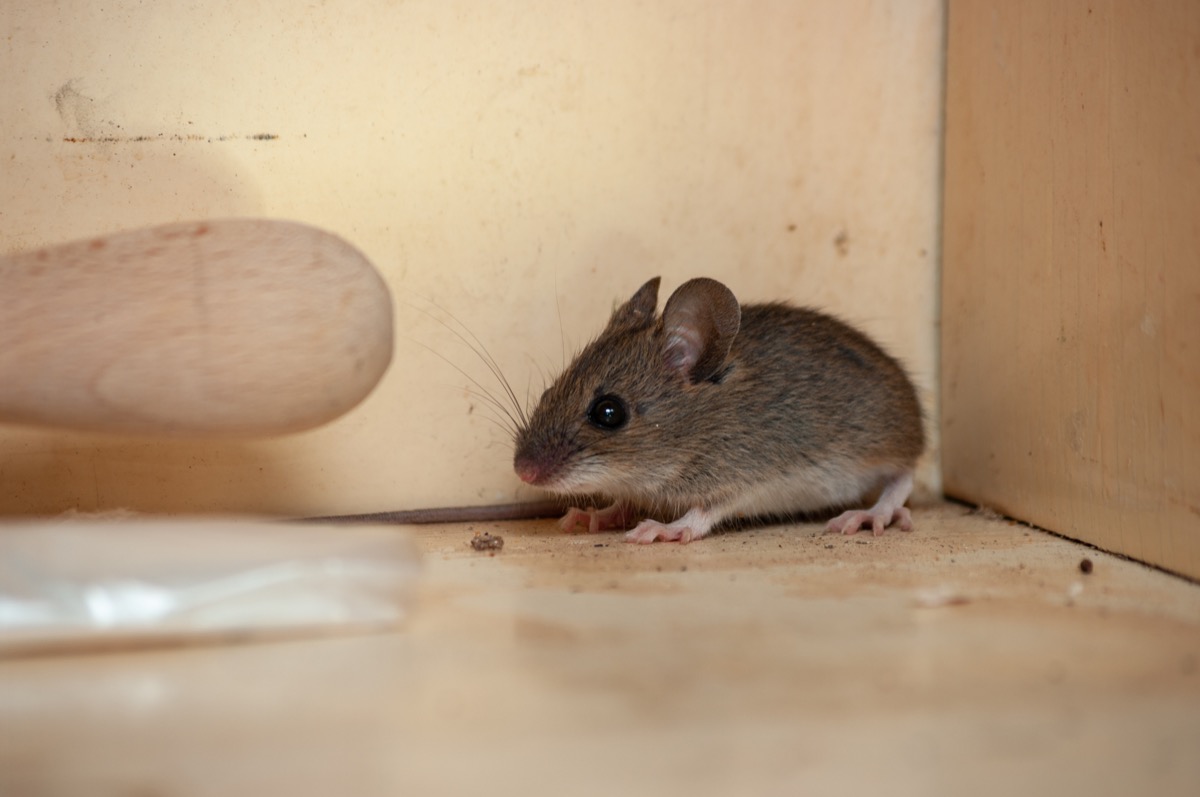 șoarece în casă