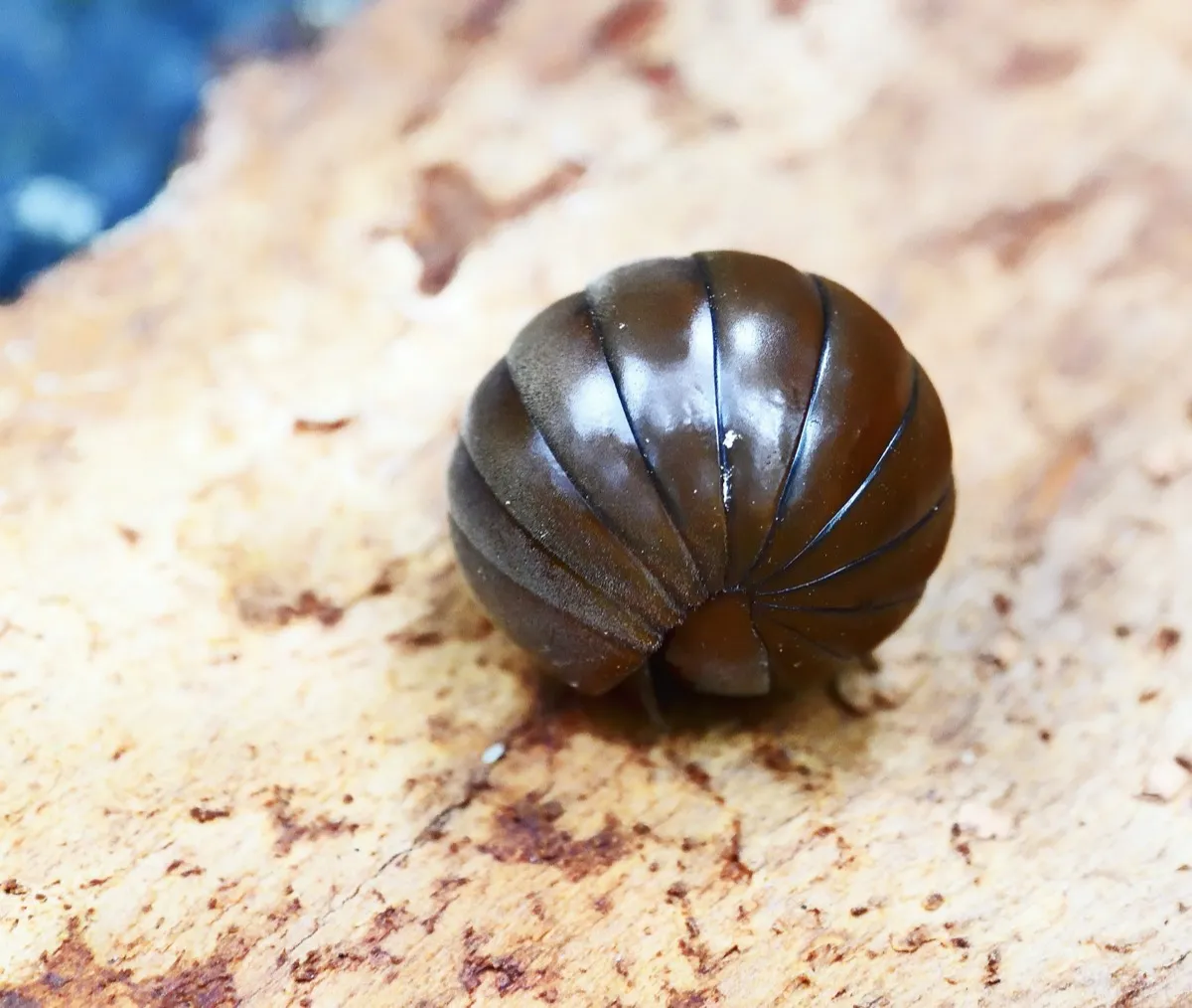 pillbug or roly poly rolled up on a piece of wood