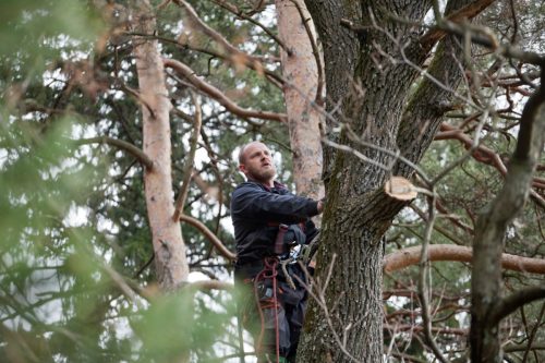 Lumberjack in the crown of a large tree is preparing for felling climbing way. Working at height.