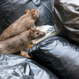 Rats on garbage
