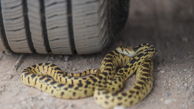 A snake coiled near the tire of a car