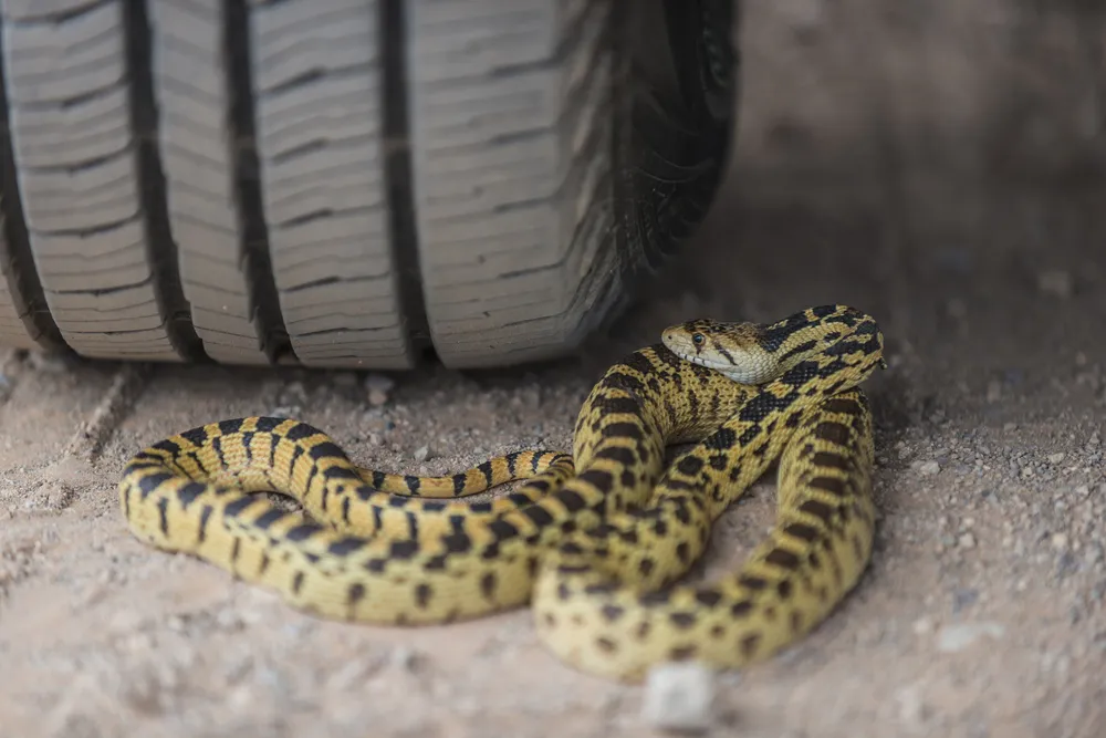 A coiled snake near a car tire
