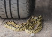 A snake coiled near the tire of a car