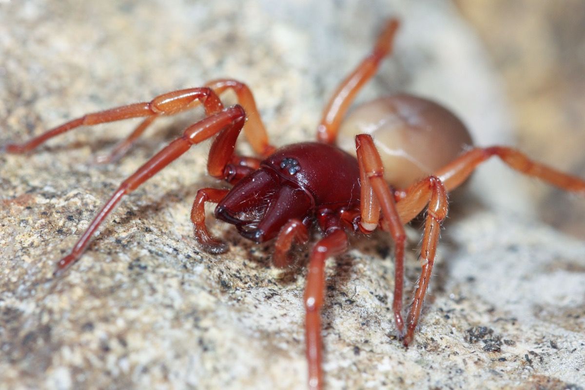 If You Notice This in Your Yard, Watch Out for Venomous Spiders