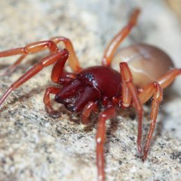 sowbug killer spider on rock