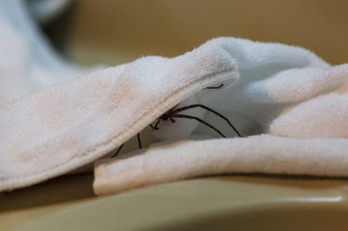 Spider Hiding Underneath a Bath Towel in a Hotel Bathroom. Sneaky spider, hotel horror stories, invasive uninvited guest. Waiting to attack, aggressive defensive spider. Arachnophobia
