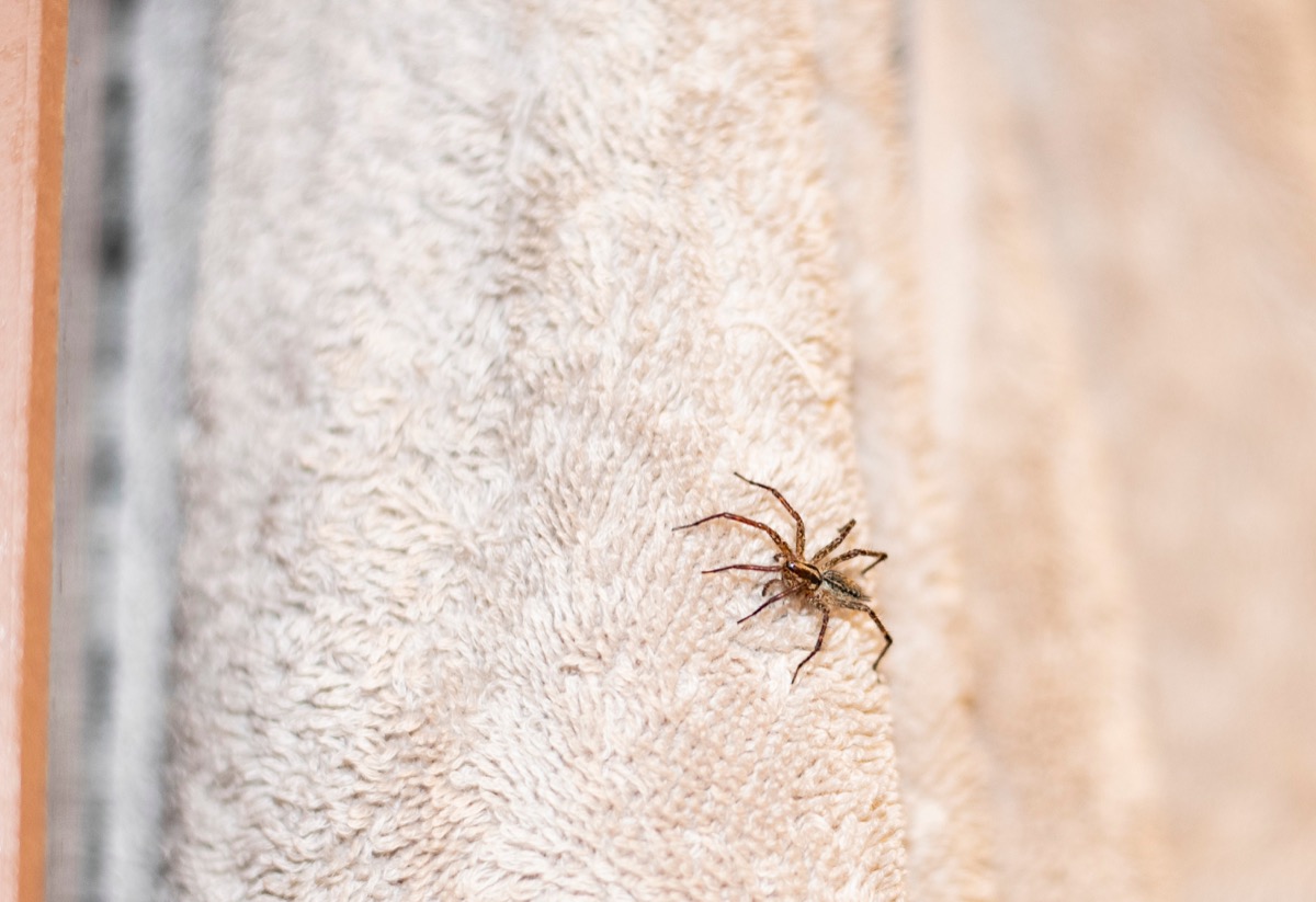 Leaving Wet Towels in Your Bathroom Is Attracting Spiders — Best Life