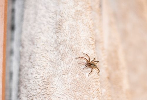 House Spider On Towel