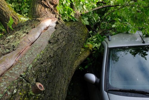 A tree fell on a car during a hurricane. Broken tree on a car close-up in amsterdam netherlands