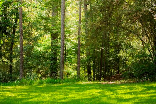 Empty meadow and forest beyond in a state park in Texas, USA. Summer season. Green trees, grass.. Great nature background.