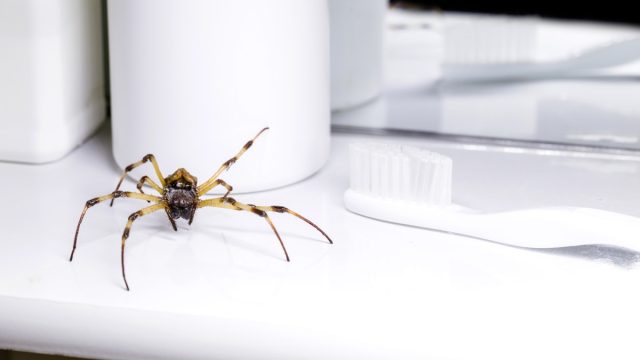 big spider walking inside a bathroom sink, venomous animal, pest control concept, need for detection