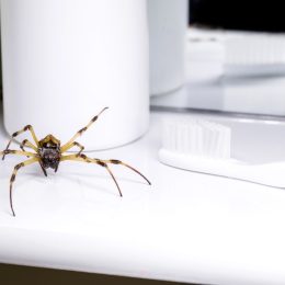 big spider walking inside a bathroom sink, venomous animal, pest control concept, need for detection