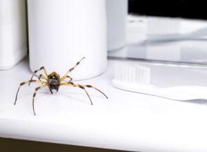 big spider walking inside a bathroom sink, venomous animal, pest control concept, need for detection