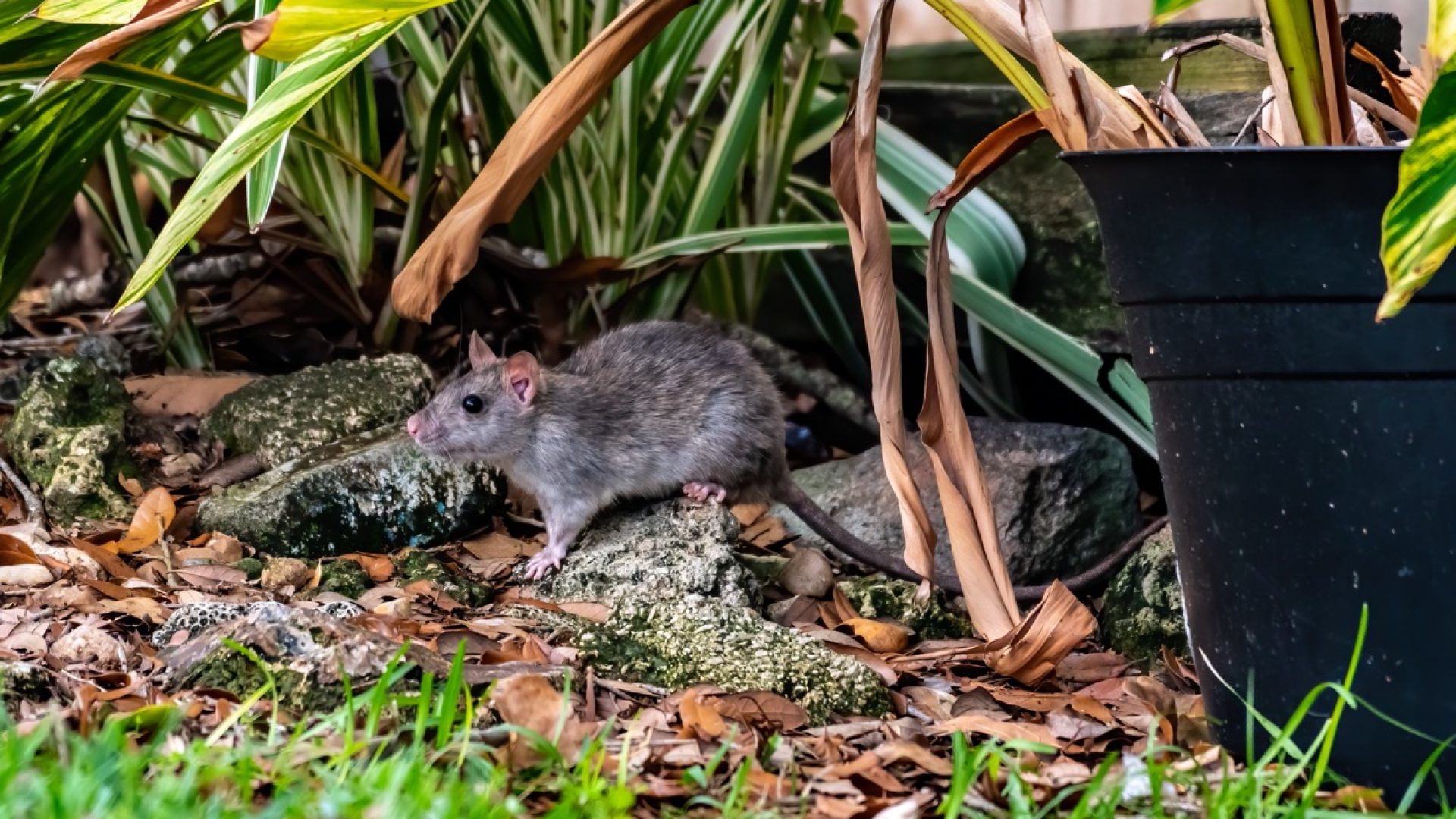 Keeping This in Your Yard Could Be Attracting Rats, Officials Warn