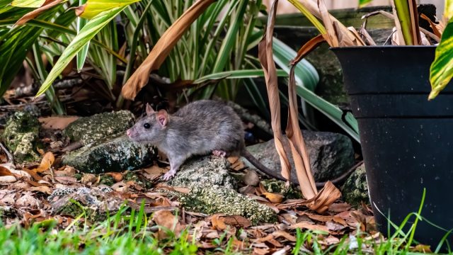 rat under a plant in an overgrown yard
