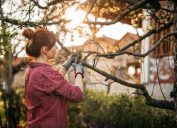 Young Woman in Orchard, Taking Care of Plants, Pruning Apple Trees in Sunset