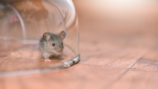 Mouse trapped under glass dome in kitchen