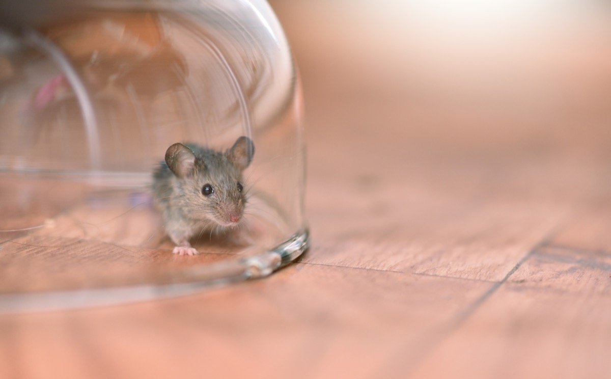 How to Disinfect the Oven after Mice | Tips You Don’t Know Before

