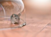 Mouse trapped under glass dome in kitchen