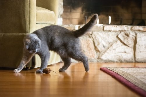 The playful cute cat is playing with the toy mouse in the living room of her owner's home. She's walking by the mouse about to pounce on it. Shot in front of a stone fireplace.