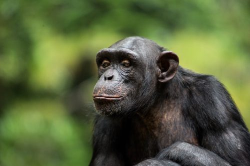 Old chimpanzee poses for a portrait