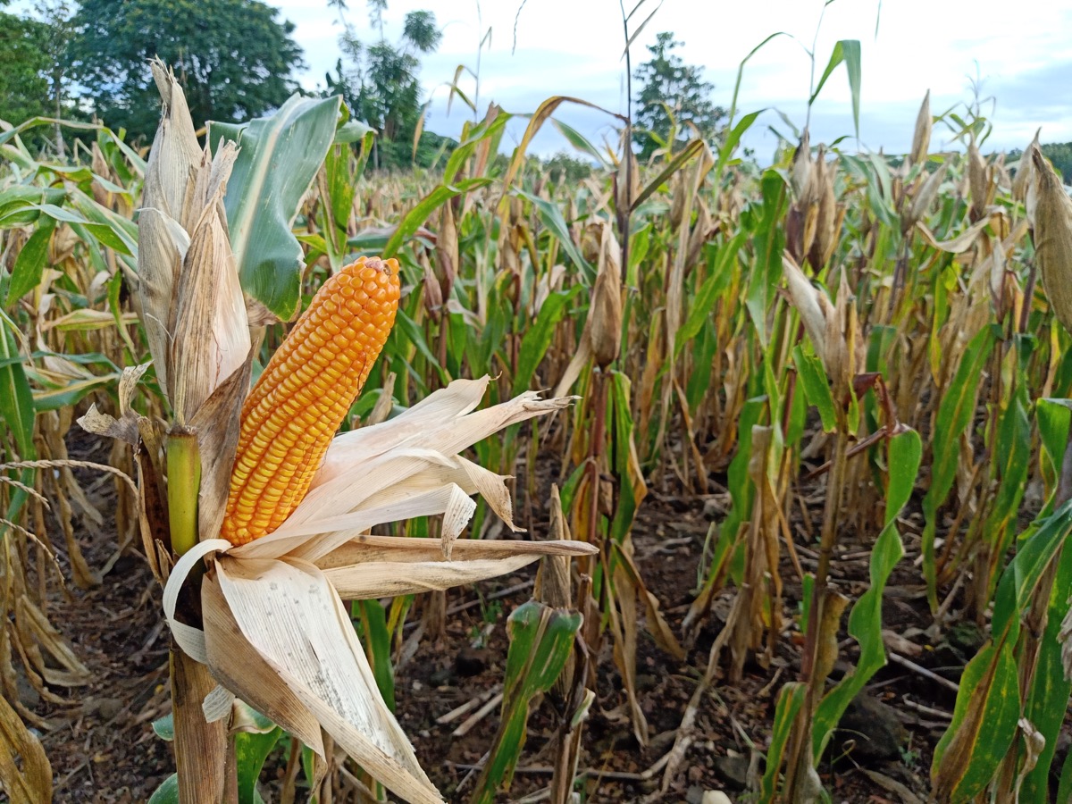 corn stalk outdoors