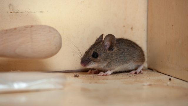 gray mouse inside cabinet