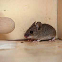 gray mouse inside cabinet
