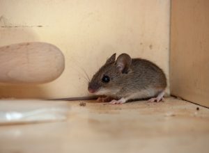 gray mouse inside cabinet