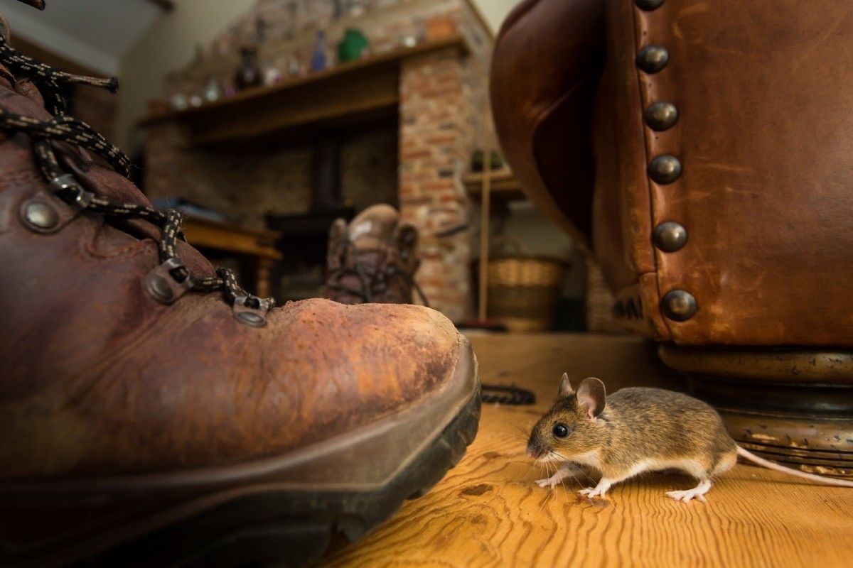 Your Fireplace May Be Attracting Mice, Experts Warn — Best Life