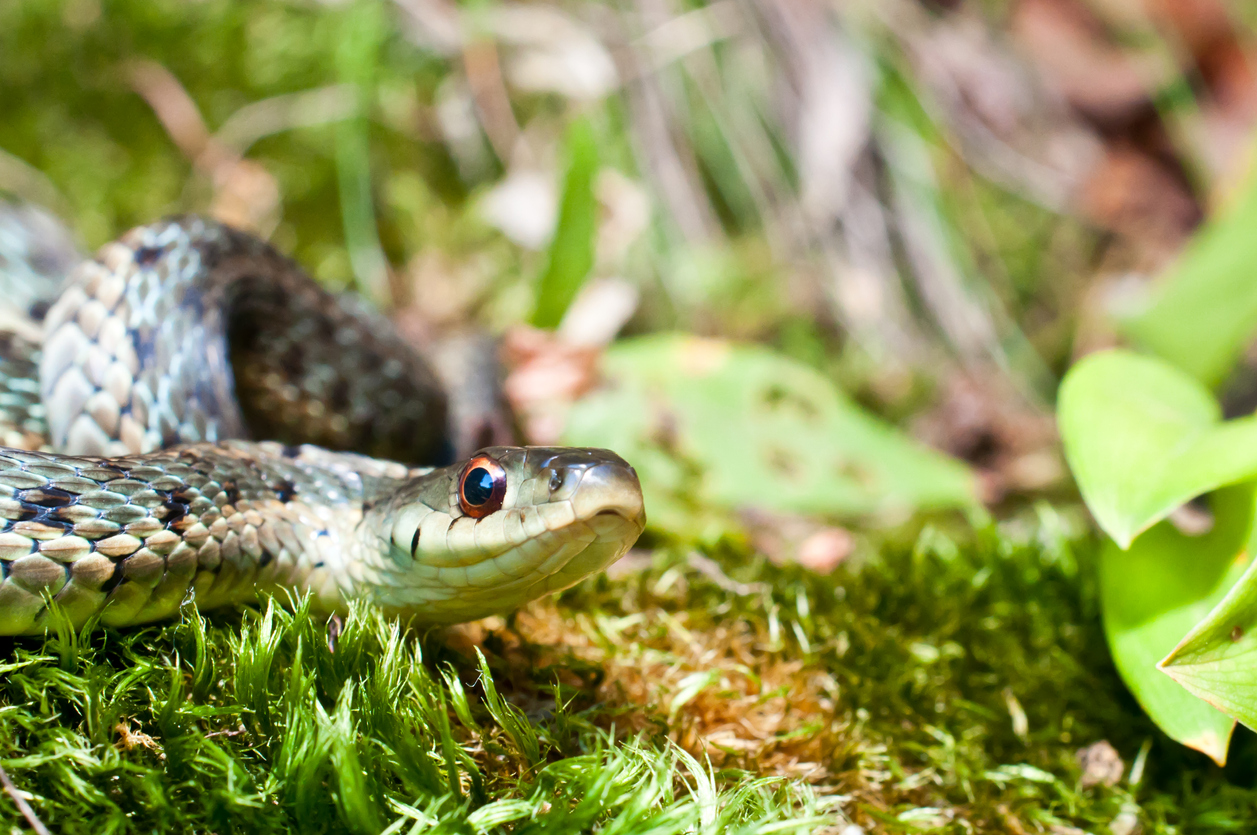 A garter snake sitting in a patch of moss in a garden or yard