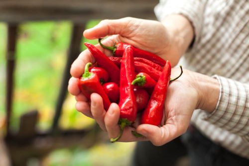 Young Woman Holding Red Chili Peppers in her Hands
