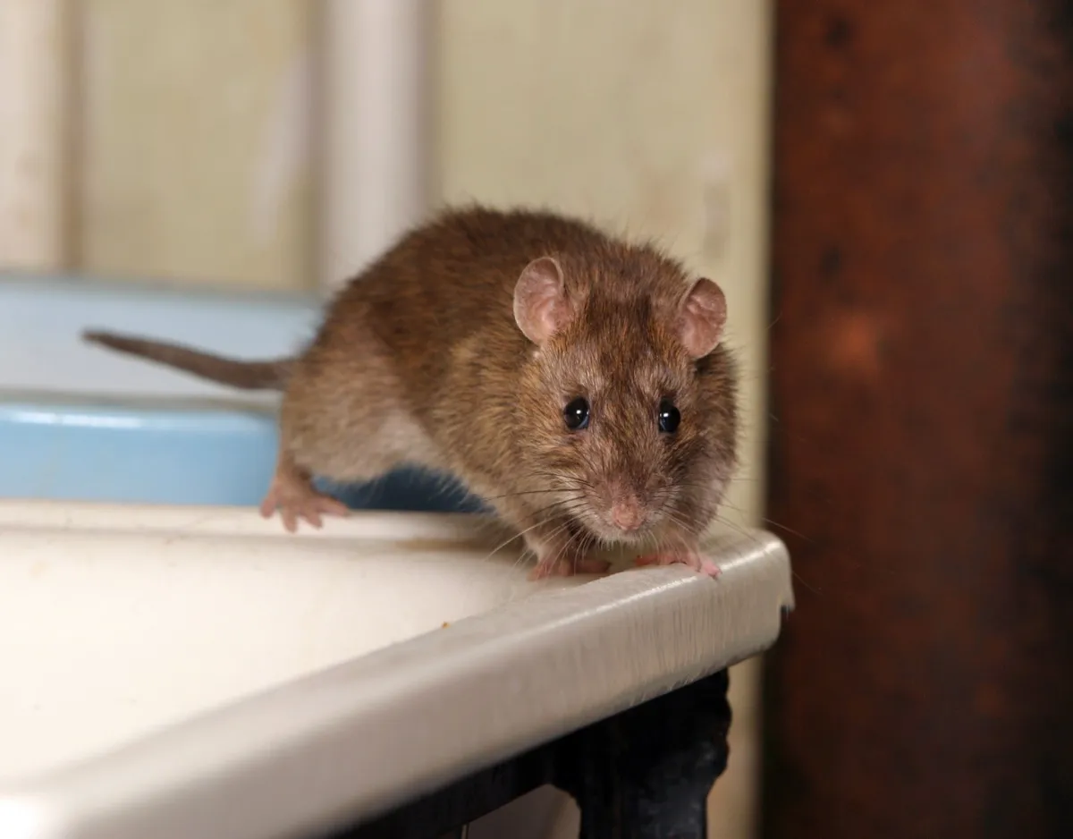 Șoarece în toaletă caută apă veche