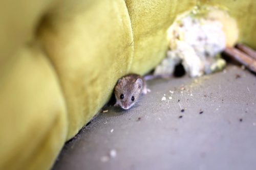 A little grey House Mouse is sitting by its nest in an old antique chair.