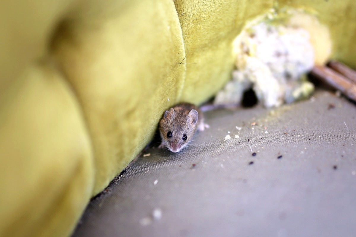 6 Places Mice Love to Hide in Your Basement — Best Life