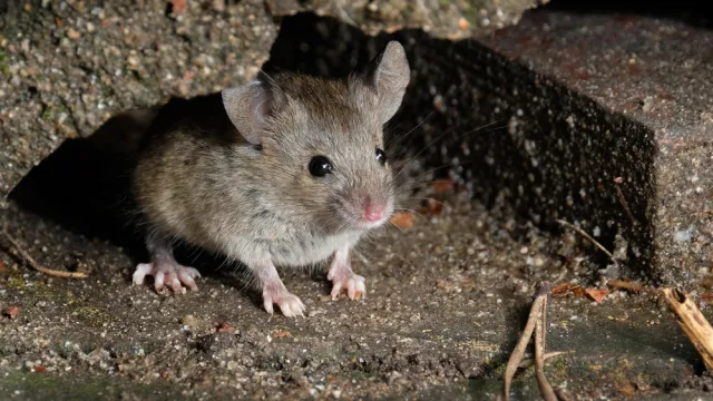 A mouse hiding in a hole in the wall of a basement or home