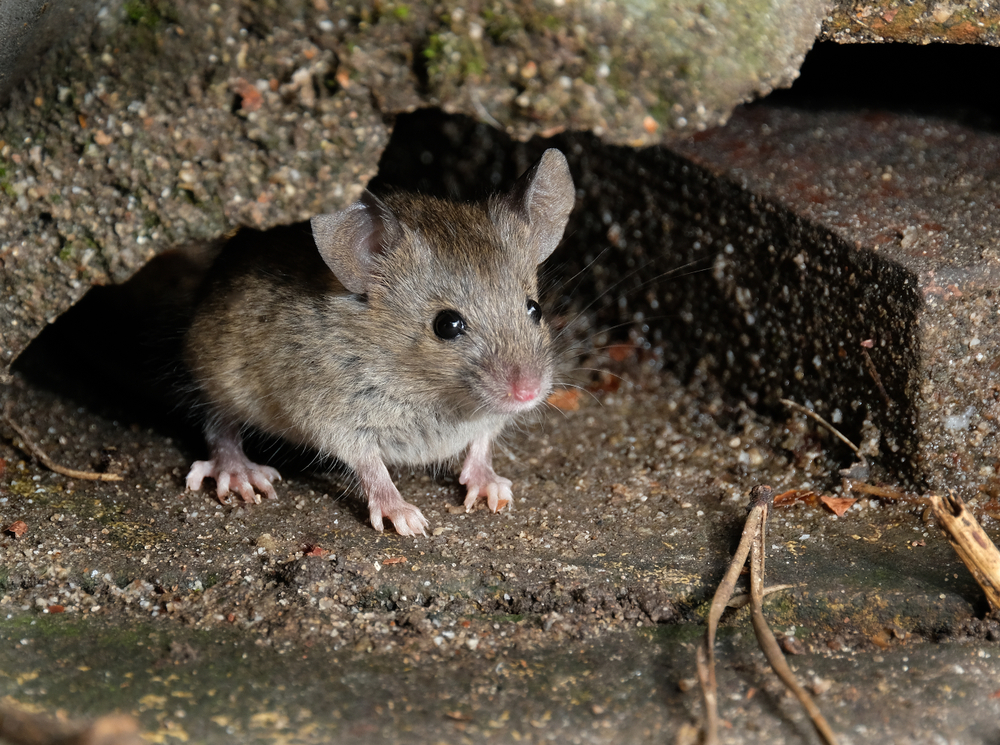 Șoarecele ascuns într-o gaură din peretele unui subsol sau al unei case