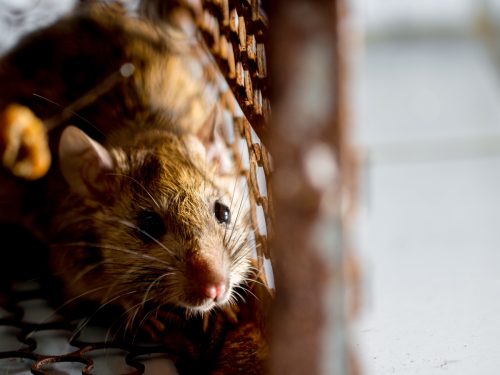 rato em uma gaiola pegando um rato. o rato tem contágio da doença para humanos como Leptospirose, Peste. Casas e habitações não devem ter ratos. conceito de Saneamento e Saúde. controle animal