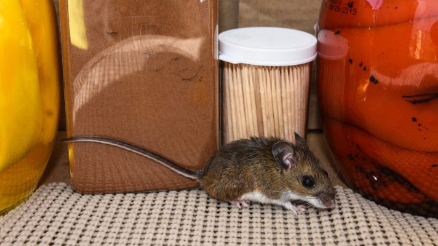 A small mouse in a kitchen pantry
