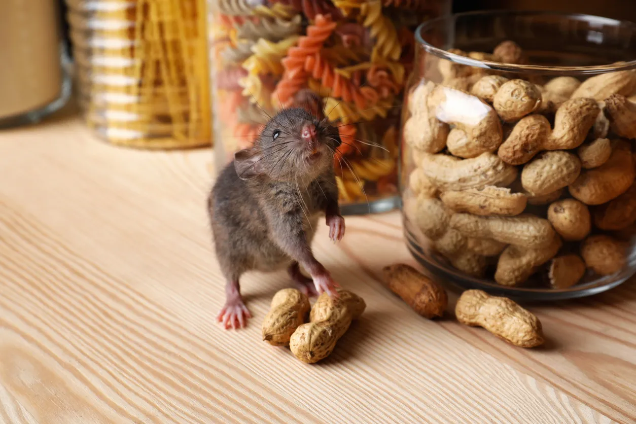 A mouse or rat eating peanuts in a cabinet or pantry