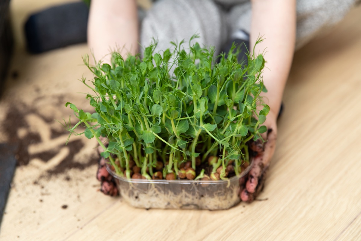 person holding dish of pea seedlings