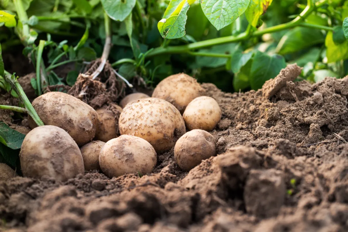 batatas no jardim