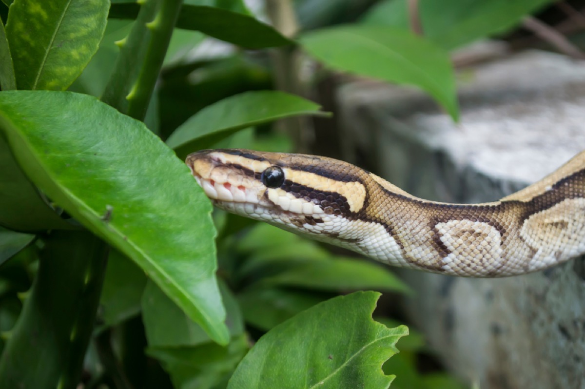 Using Mulch on Your Lawn Is Inviting Snakes Into Your Home — Best Life