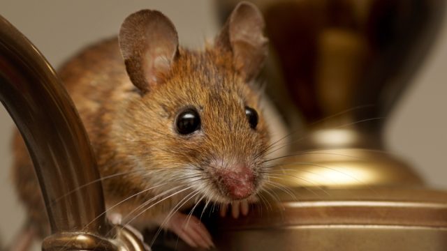 Wood mouse (Apodemus sylvaticus) resting on a chandelier.