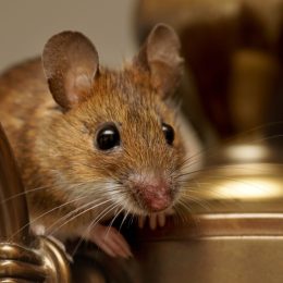Wood mouse (Apodemus sylvaticus) resting on a chandelier.