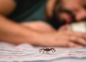 spider in bed with man