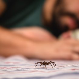 spider in bed with man