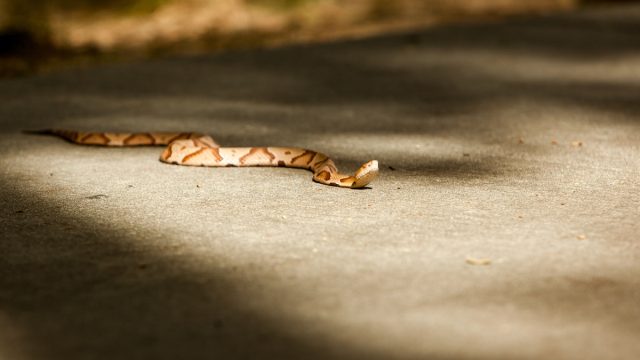 Copperhead Basking on the Road