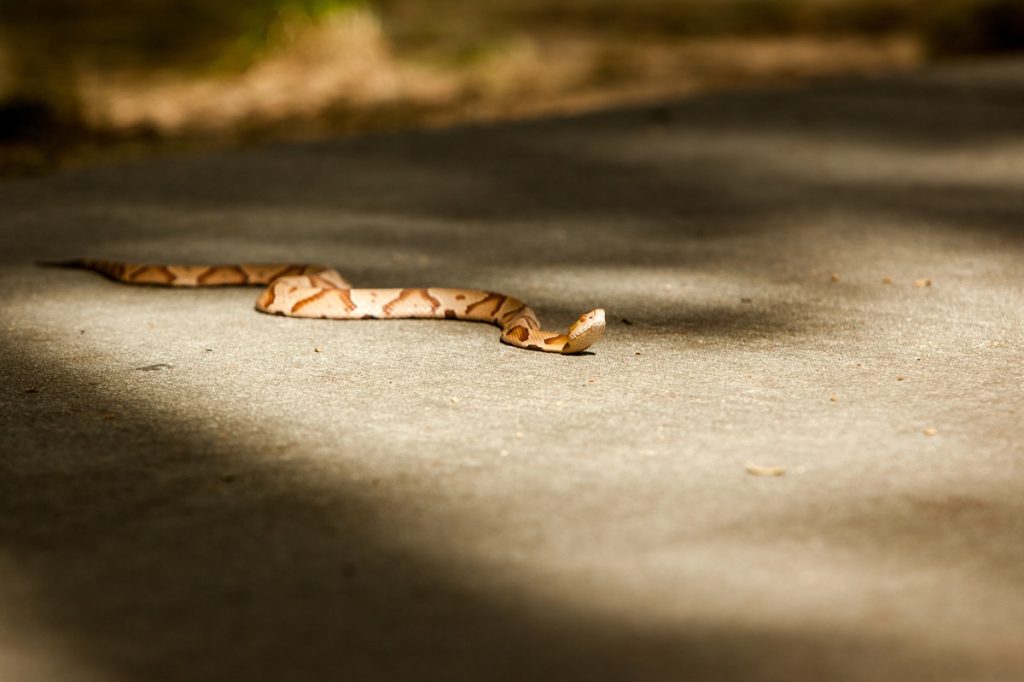 Copperhead Basking on the Road